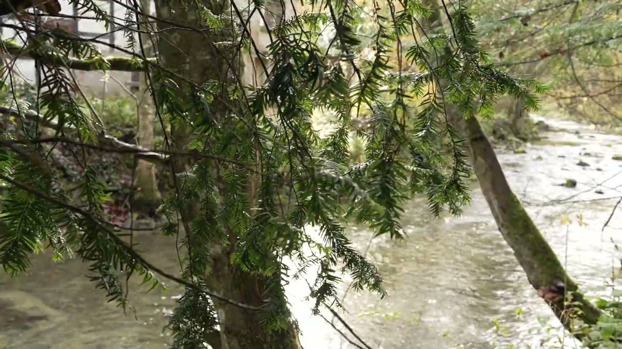 Peaceful River Flow in H&ouml;nnetal, Germany &ndash; Relaxing Nature Sounds