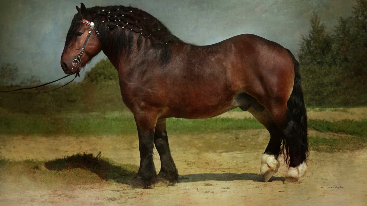 [WILDLIFE FACTS] Draft Horse are known for their impressive size and beauty