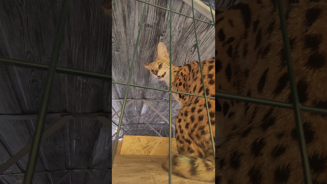 Servals evaluate new shelves in their enclosure.Сервалы оценивают новые полки. #сервал #serval #cat