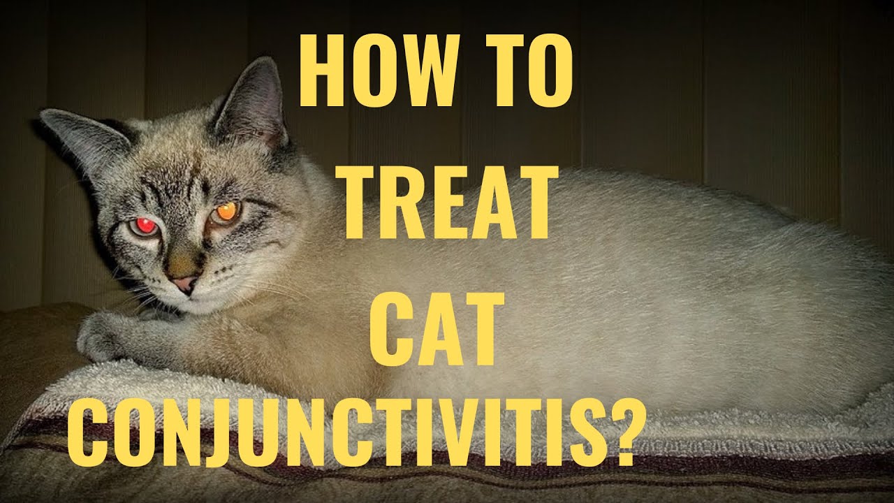 How To Treat Cat Conjunctivitis