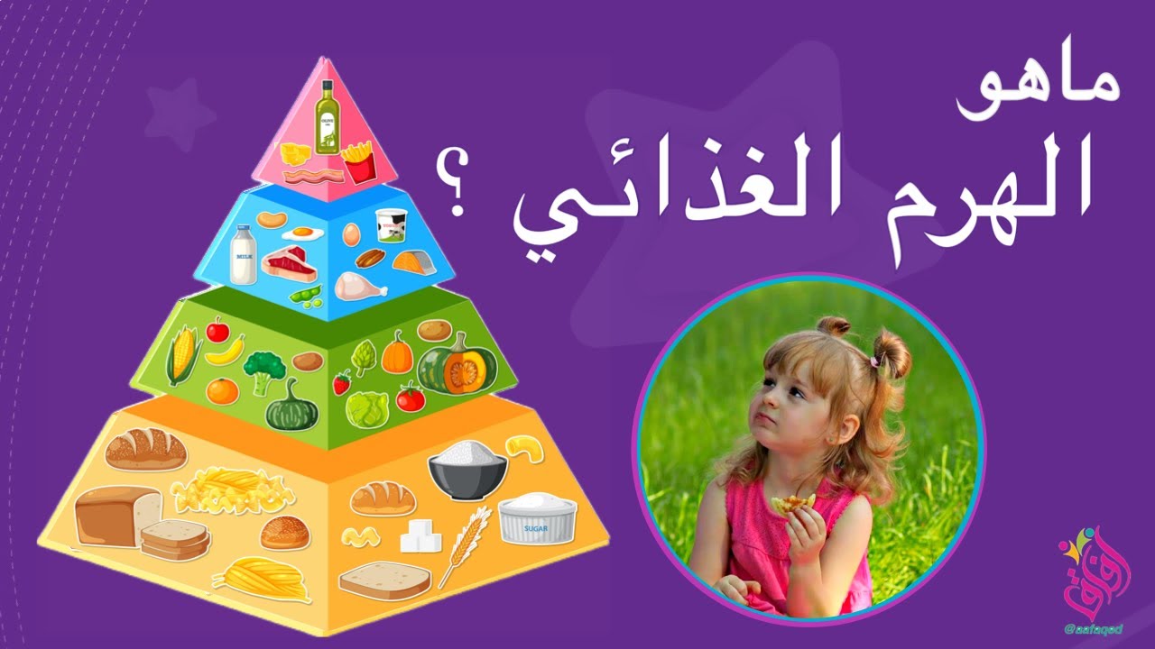 الهرم الغذائي | مكونات الهرم الغذائي | فوائد الغذاء
