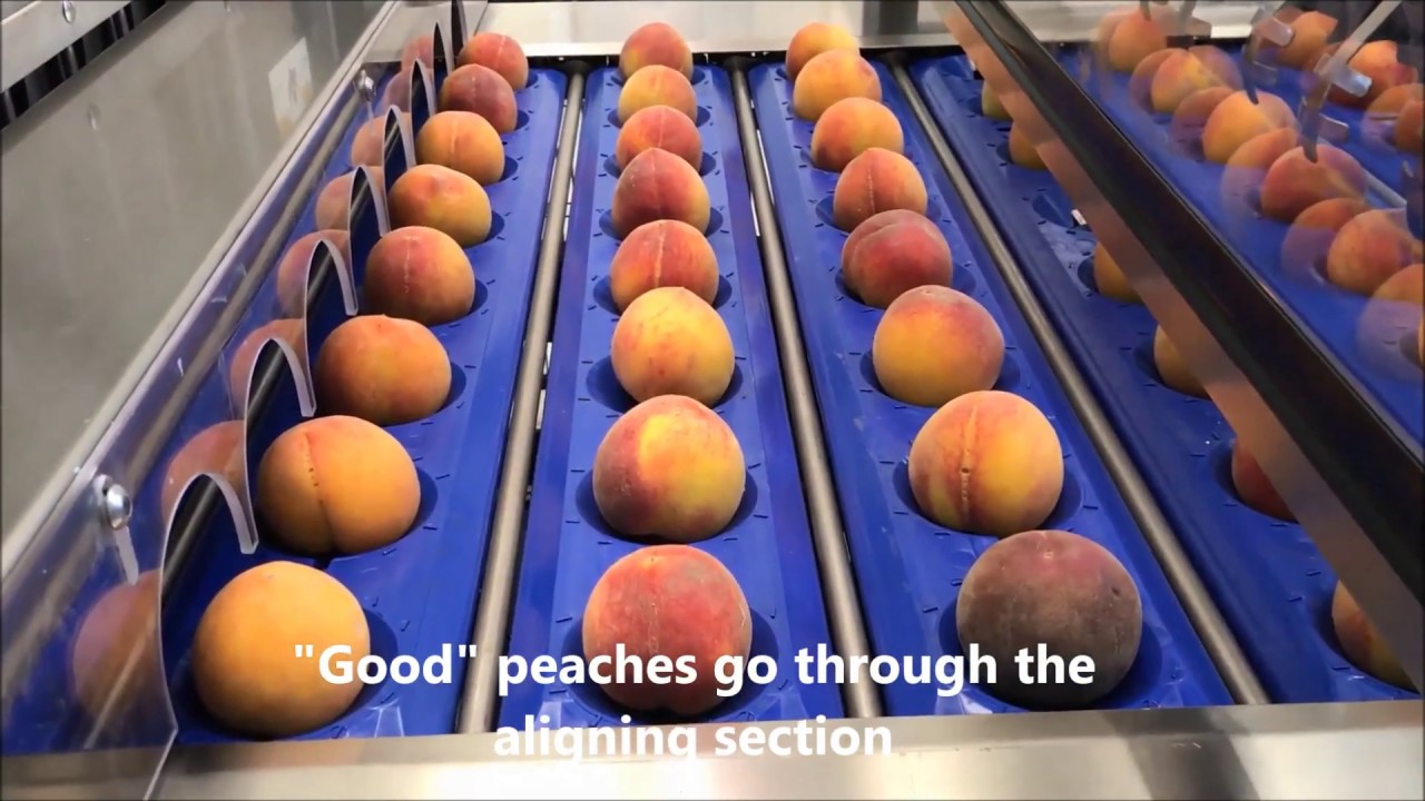 Peach Knife Pitter 350 APA Vision