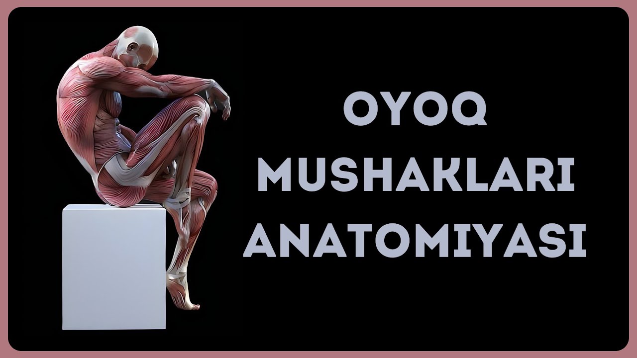 CHANOQ MUSHAKLARI ANATOMIYASI | ЧАНОК МУШАКЛАРИ АНАТОМИЯСИ | MIOLOGIYA