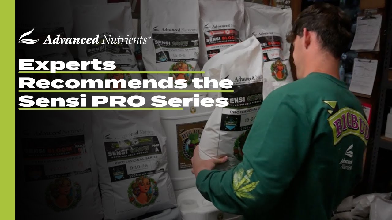 Growing Cannabis: Which Nutrient Line is Best for You?