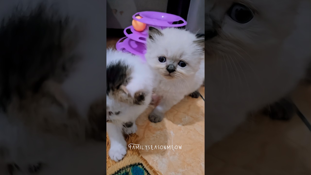 Cutest kitten moment 💞✨️🐾 #kitten #cutemoments #catshorts #catsofinstagram
