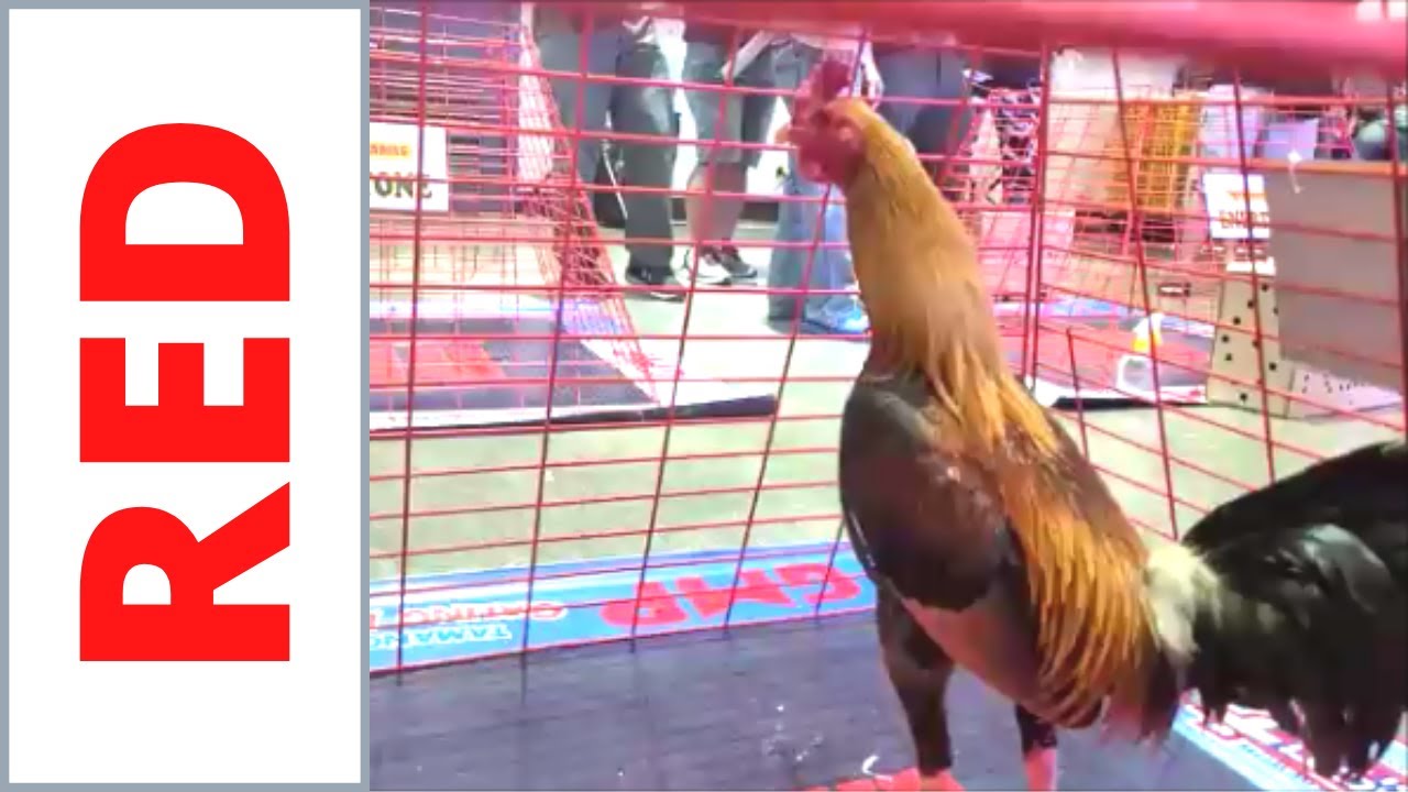 Poultry Expo | Edwin Aranez & Raffy Campos | Jawo Agdalipe | Celzo Brothers
