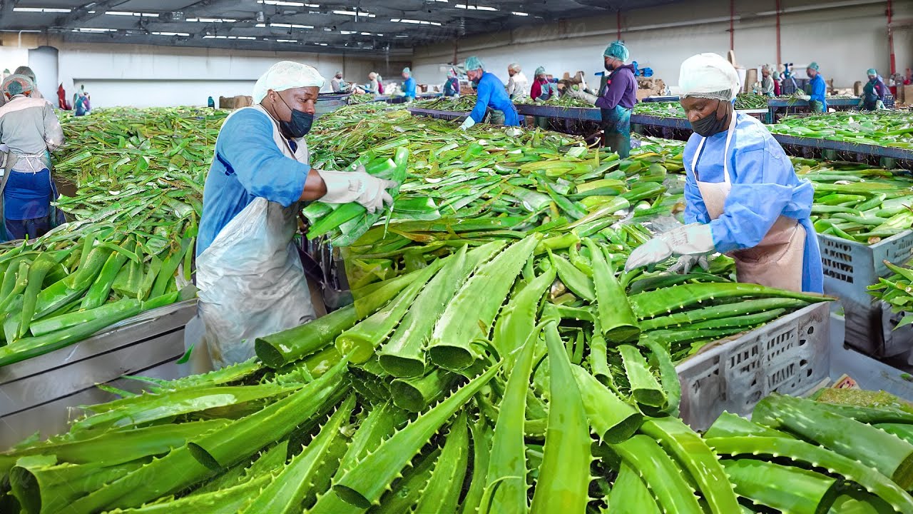 How They Process Millions of Fresh Aloe Vera Leaves in South Africa