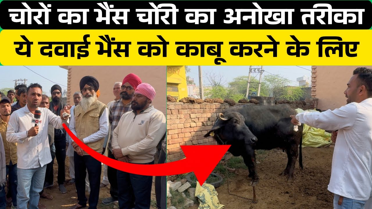#jind भैंस चोरी करने का अनोखा तरीका, ये दवाई भैंस को एक मिंट में काबू कर देती है ?