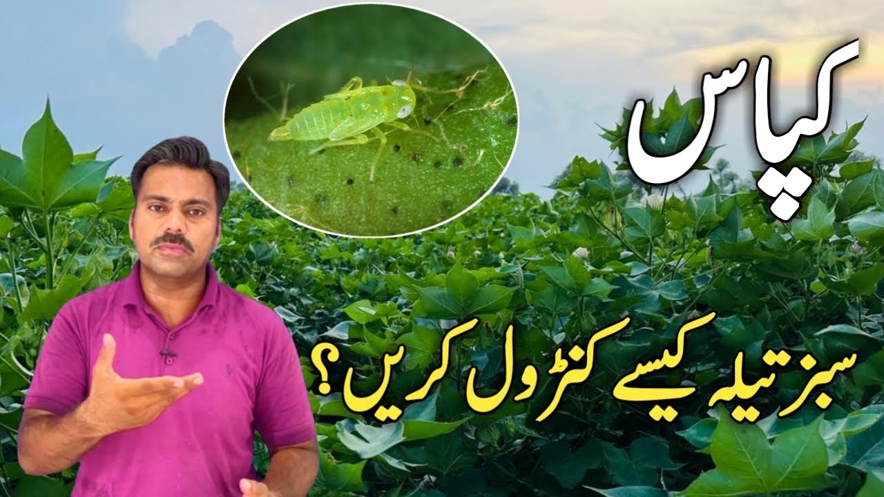 How to control jassid in cotton crop | Pests management in cotton field | Abid Ali Agrarian
