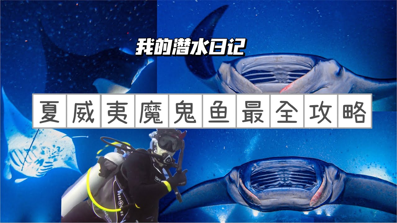 [我的潜水日记|2] 想看魔鬼鱼🐟Manta Ray 看着一篇攻略就够了🔥 #魔鬼鱼 #mantaray #manta #diving #潜水 #潜水女孩