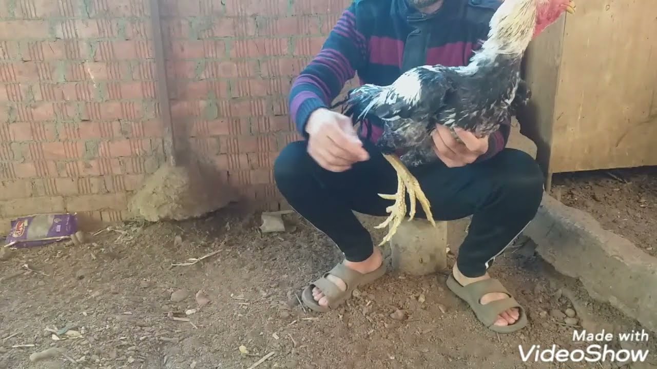 بعد تجهيز وشد الديك الهندى وانا رايح بها الكوبانيه