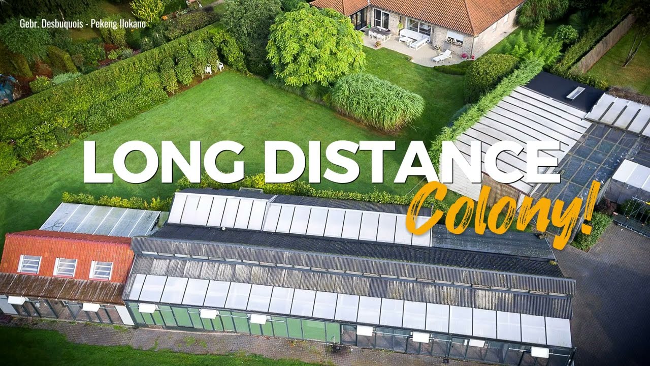 The BARCELONA Loft of Desbuquois Brothers - Extreme Long Distance Champion