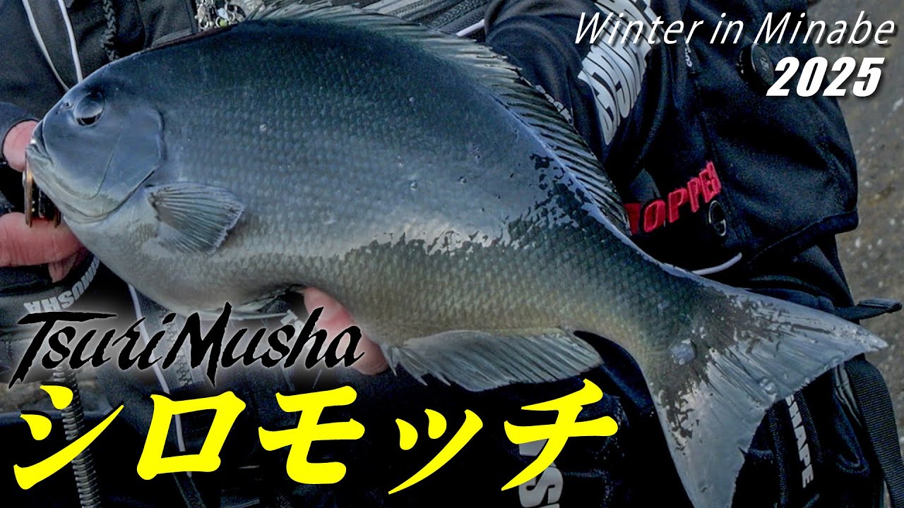 和歌山みなべの磯。水温14℃台　どうなるの？