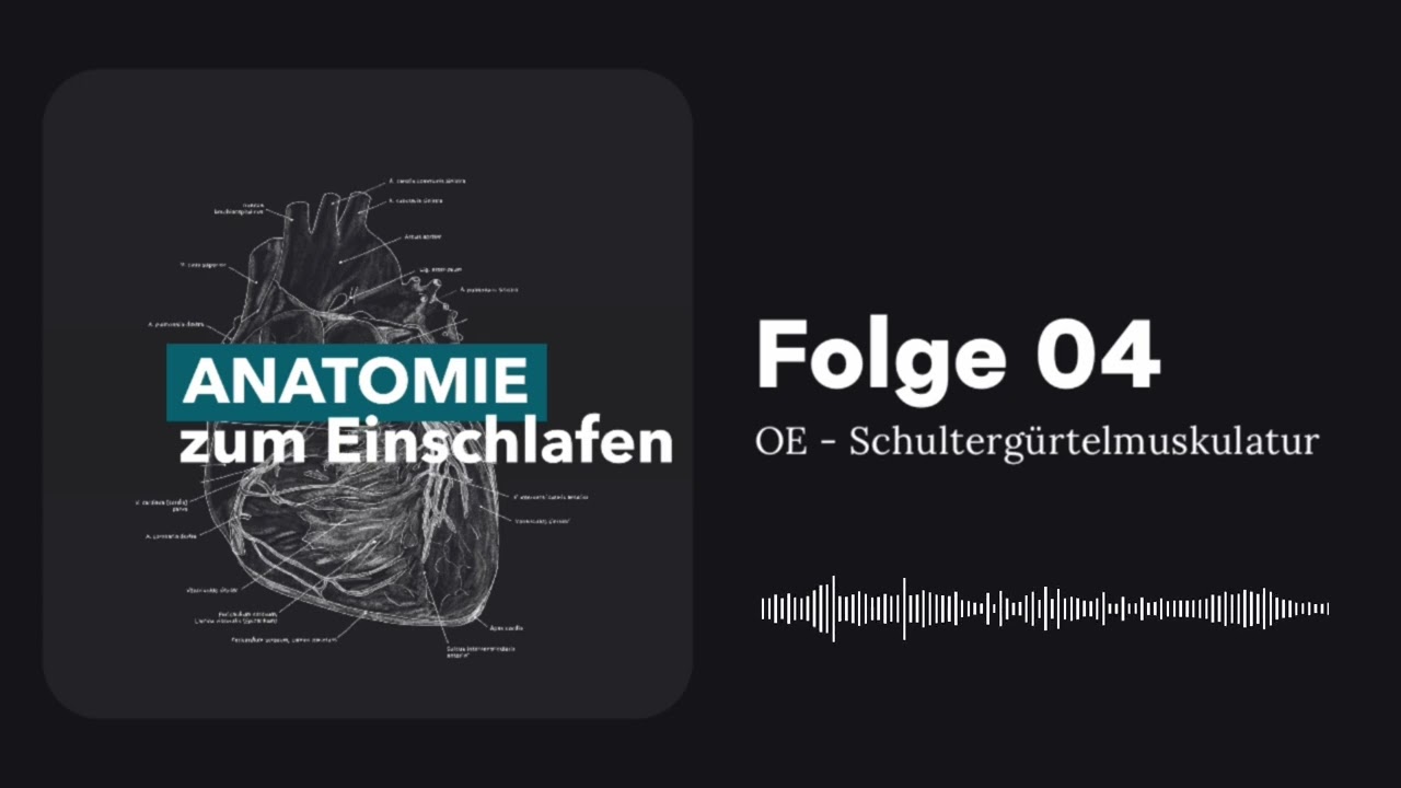 Anatomie zum Einschlafen: Schultergürtelmuskulatur 😴 | Podcast #04