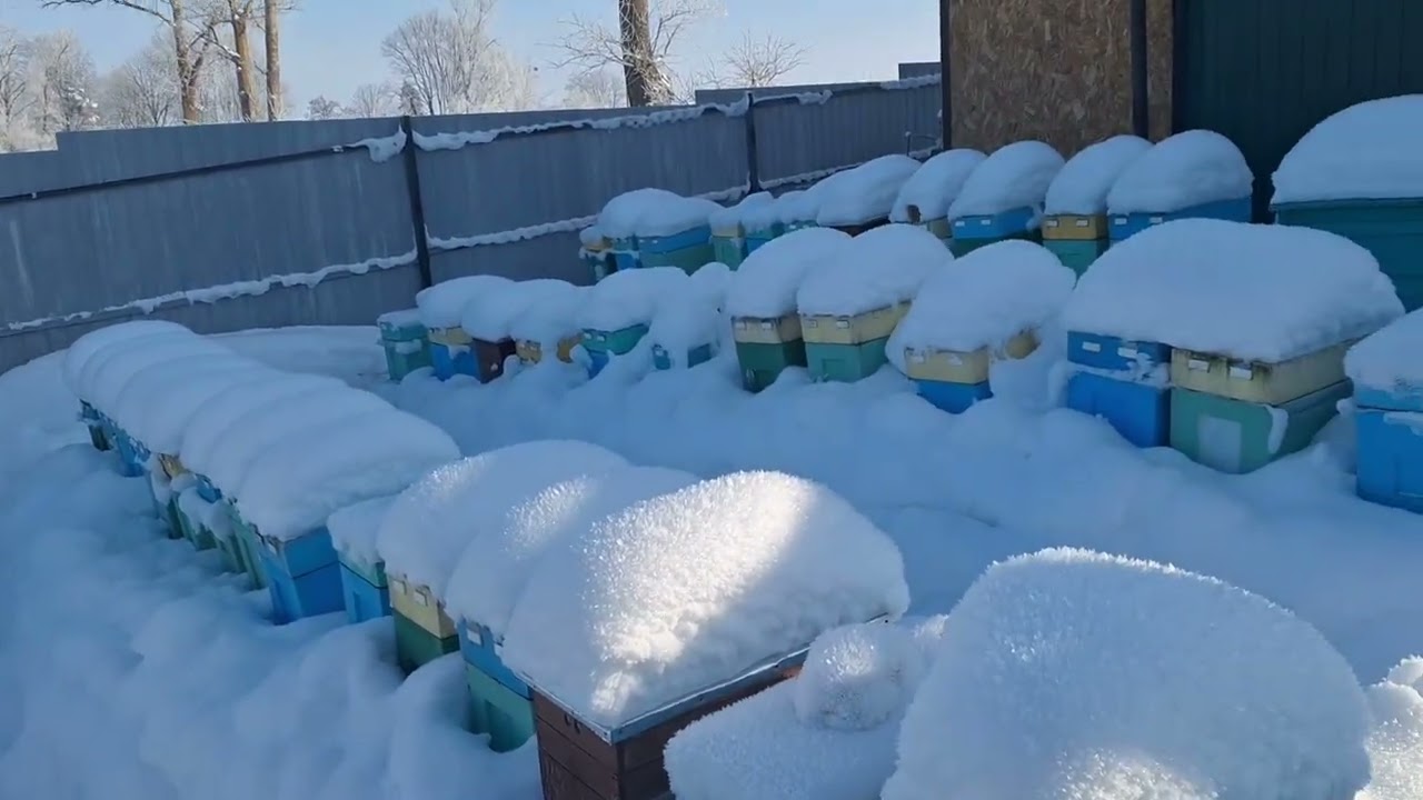 ОСМОТР ПЧЁЛ ЗИМОЙ-----НЕ НАВРЕДИ!!
