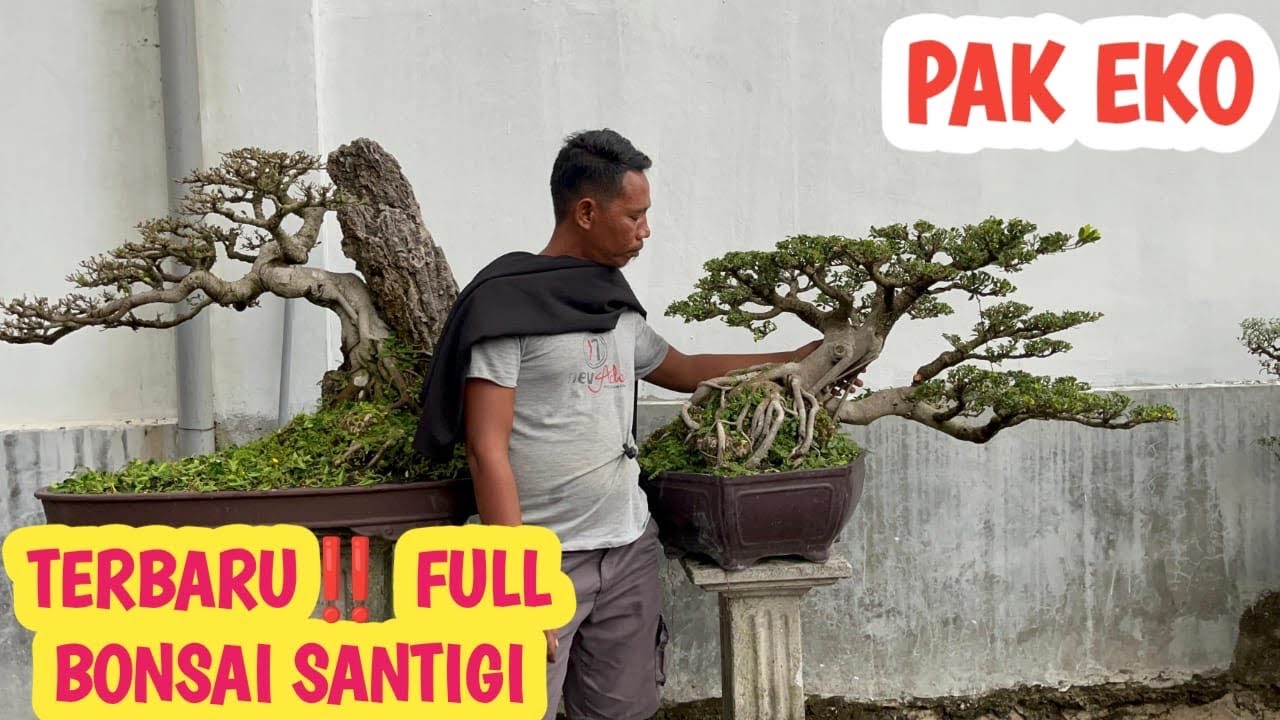 BONSAI TERBARU‼️SANTIGI,KIMENG,ELEGAN DLL📞 0823-3163-8393 @JeckpaeyBonsai91 