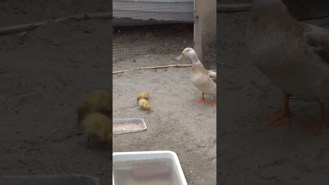 How much did they grow in 3 months #ducklings #ducks