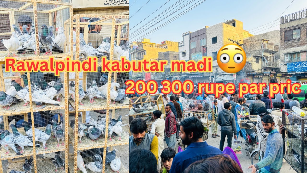 Kabootar mandi pindi | kabootar mandi | kabootar mandi Rawalpindi | Dar pigeons club |
