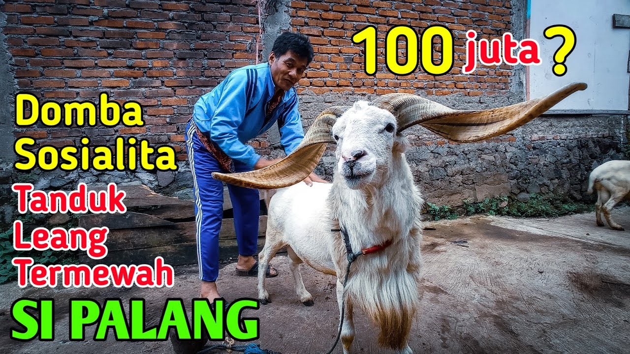 Domba Garut dg Tanduk Leang Termewah di Dunia