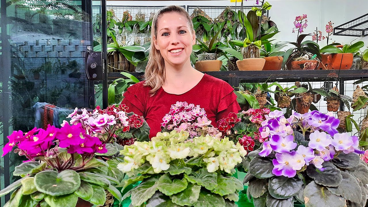Esse é o SEGREDO para ter VIOLETAS sempre floridas
