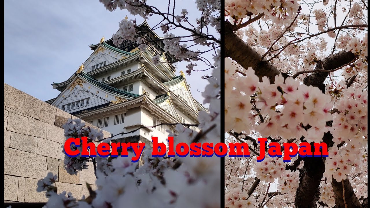 🌸 Cherry Blossom Magic at Osaka Castle in Spring | Sakura Hanami 🌸