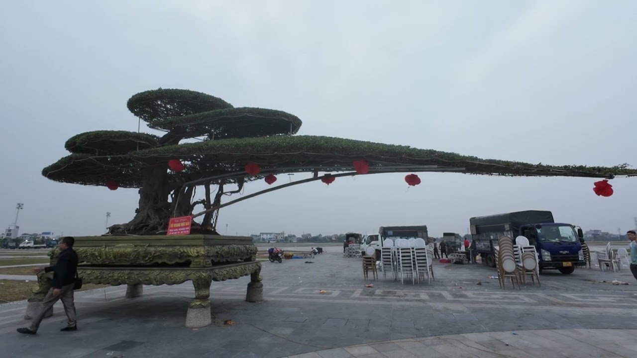 Cây cảnh siêu khủng tại lễ hội Đền Trần Nam Định 2025 .