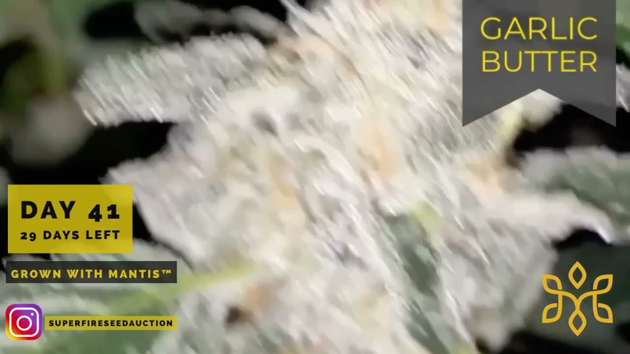 Garlic Butter Strain 29 Days Until Harvest - MANTIS&trade; Buffered Nutrients