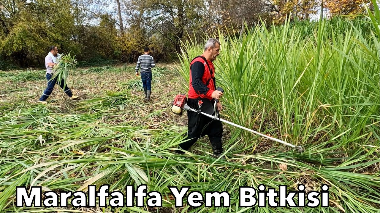 ARTIK BEDAVA HAYVAN BAKMAK MÜMKÜN-MARALFALFA BİÇİMİ