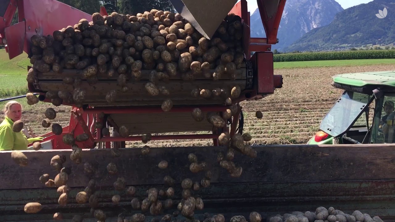 Lieferantenportrait #5   Ennstaler Erdäpfel