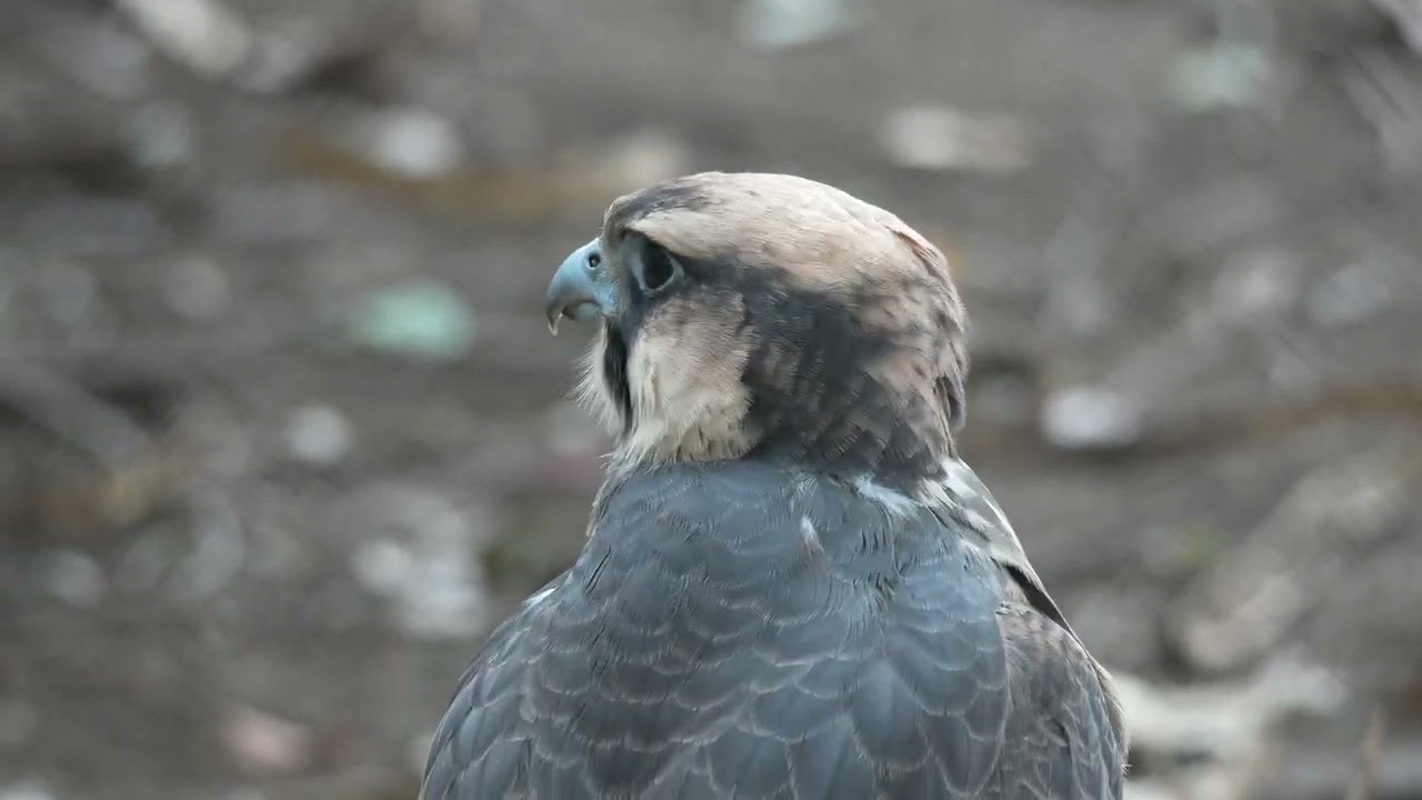 Peregrine, falcon, 