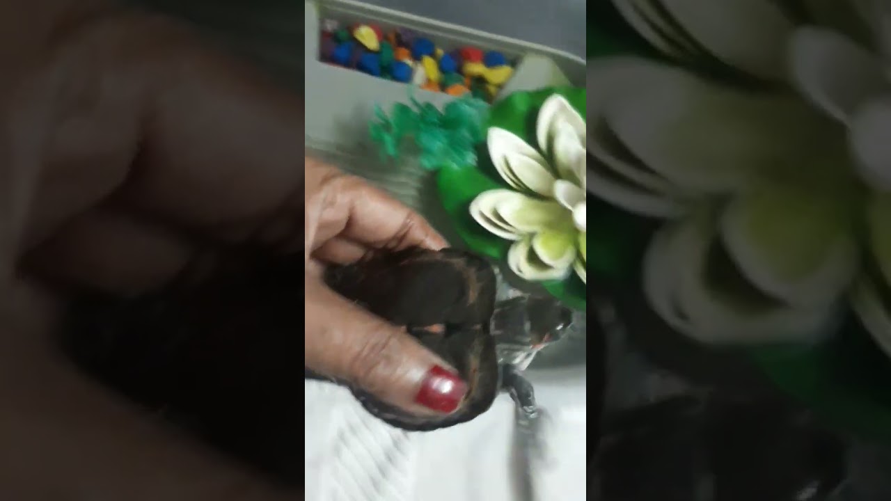 Turtle winter care night | Little Luna | Pet Turtle