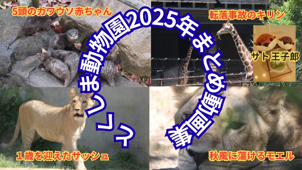 2025年とくしま動物園総集編動画#とくしま動物園 #ライオン #zoo #サッシュ#モエル#ムーン#キリン#カワウソ#動物園