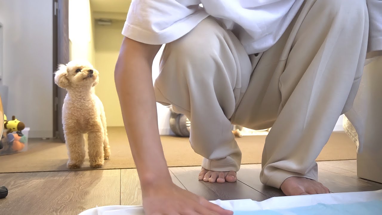 トイプードルを甘やかして育てたらこうなりました