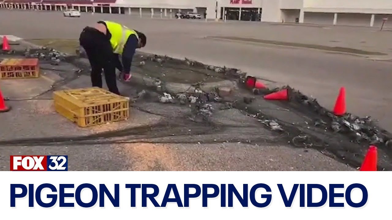 Niles pigeon trapping video sparks controversy
