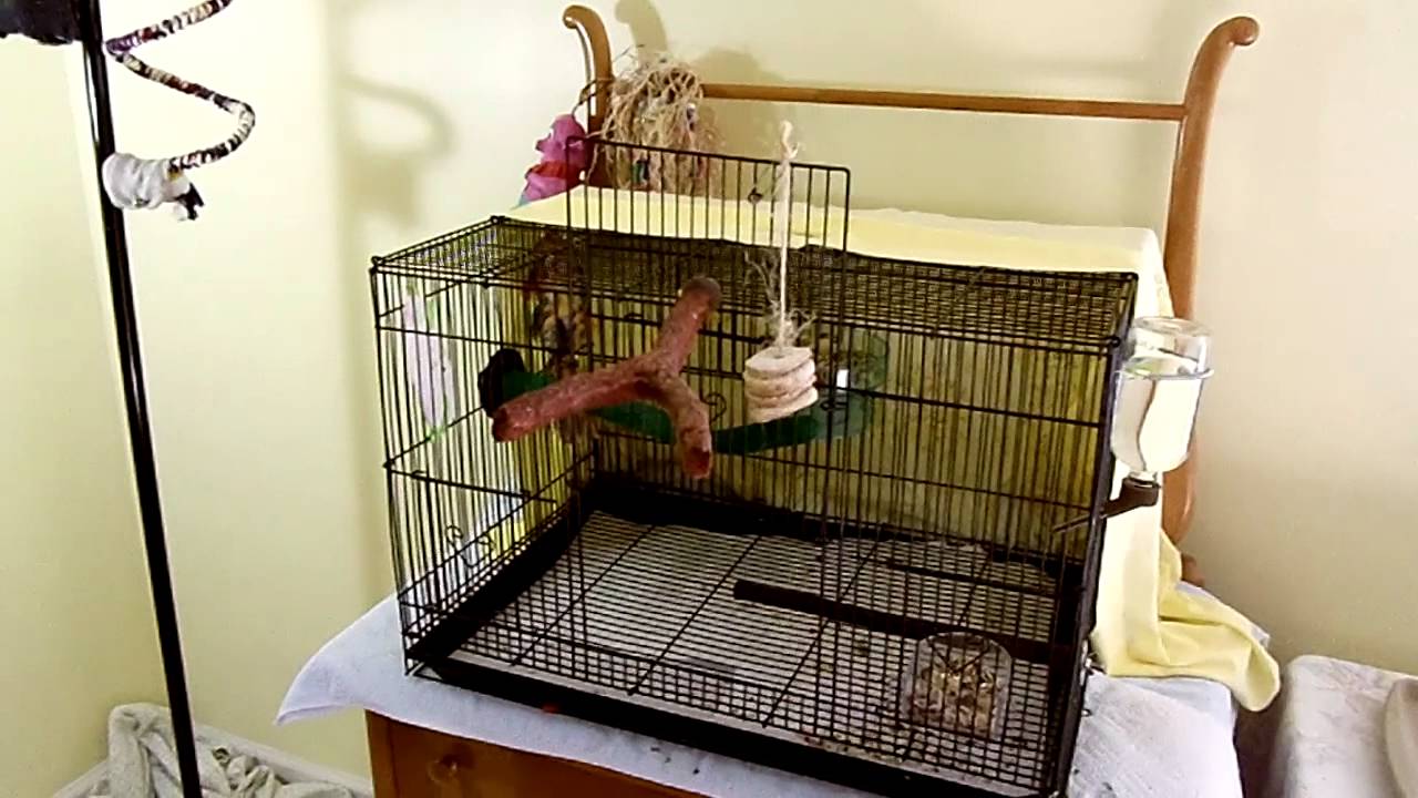Tour of red rumps' room.MP4