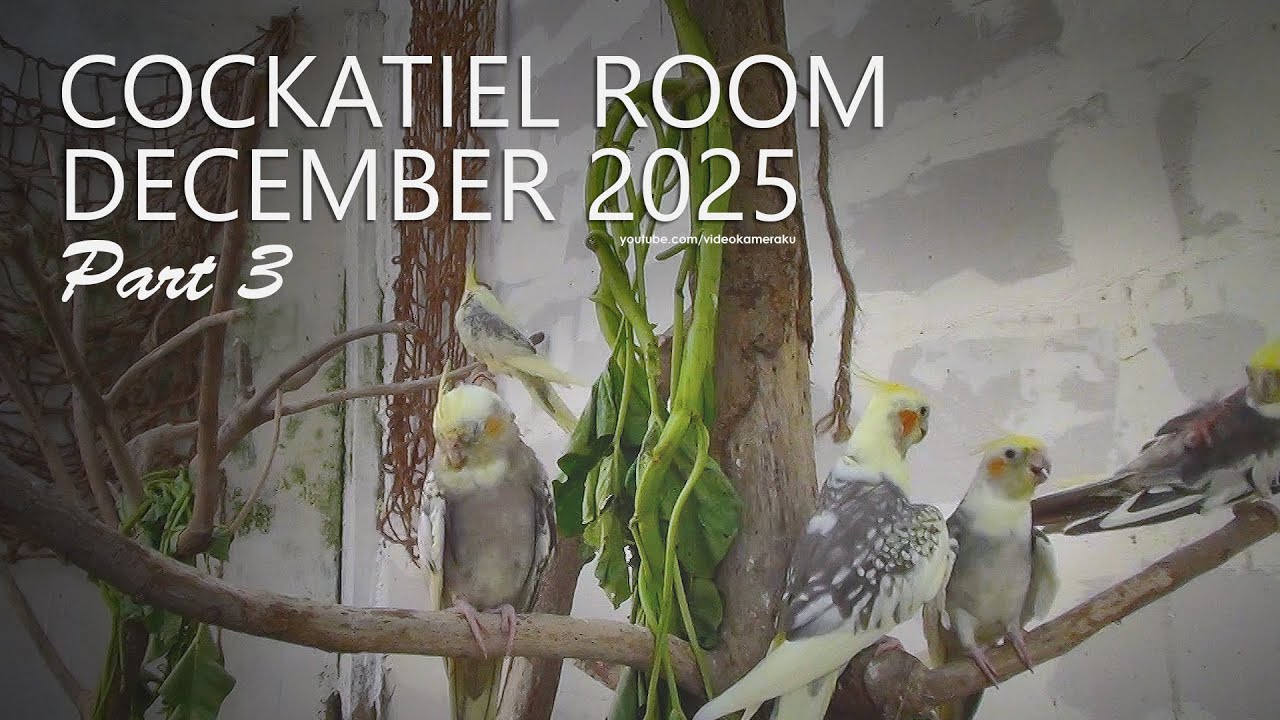 Cockatiel Room: December 2025, Part 3
