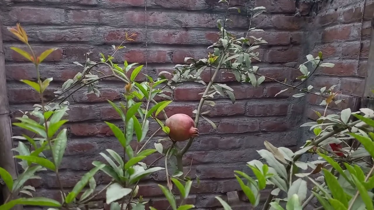 আফগানি আনার।#আফগানি_আনার #Garden_Story