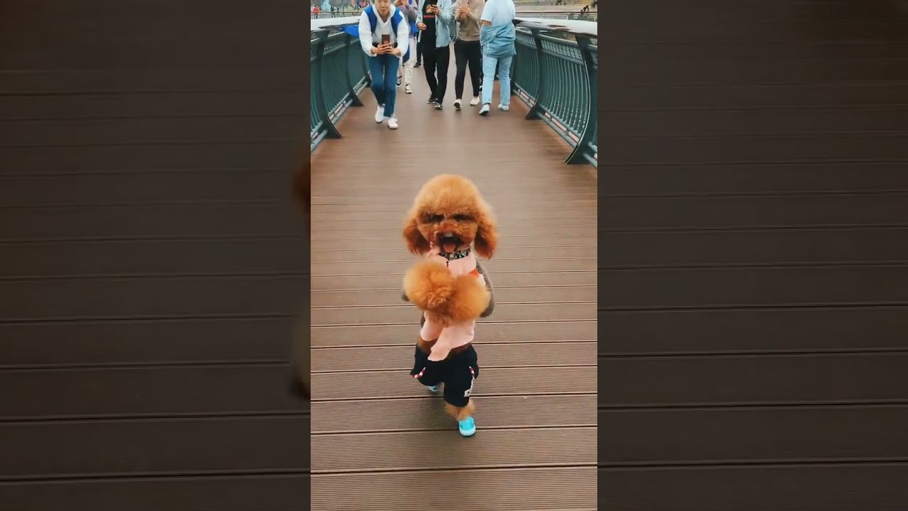 let's go for walk with me