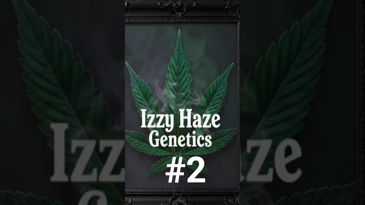 PURPLE LEMON DROP HAZE #2 WK (57) #canabiscommunity #canabisbreeding #growtent #growyourown