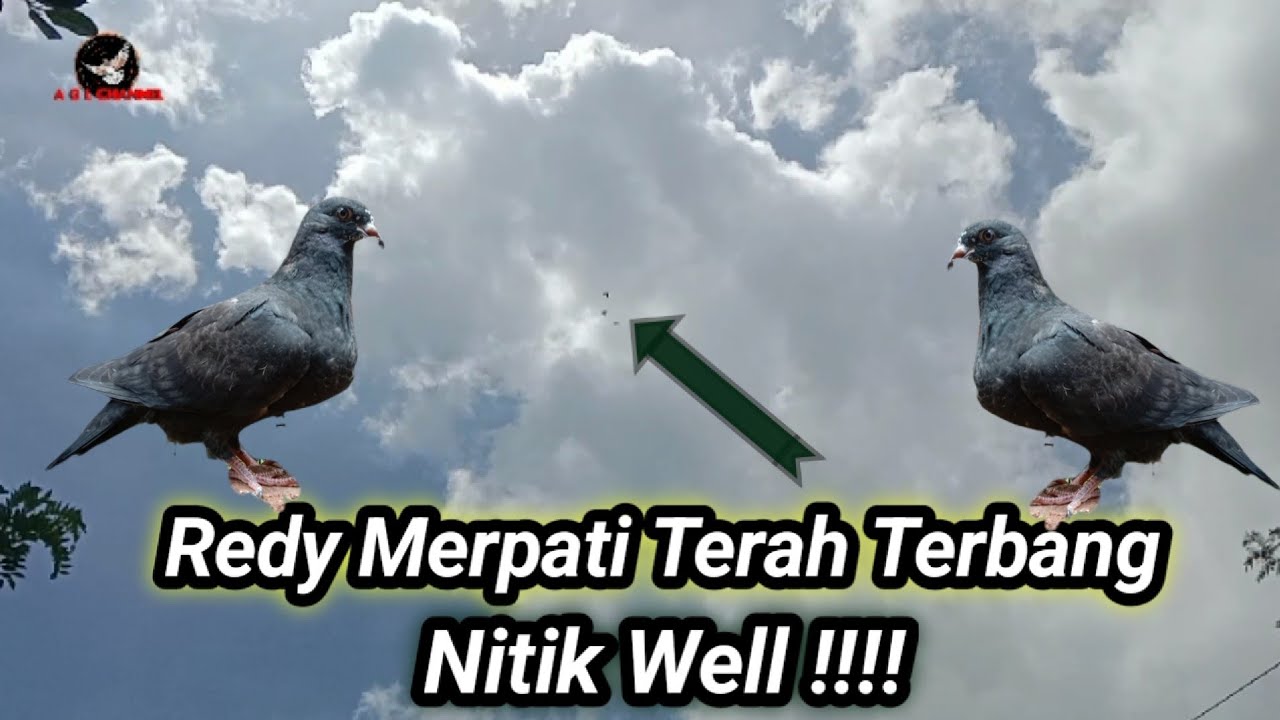 Ready Merpati Jalur Terbang Nitik Well!! #AGL_Chanel 