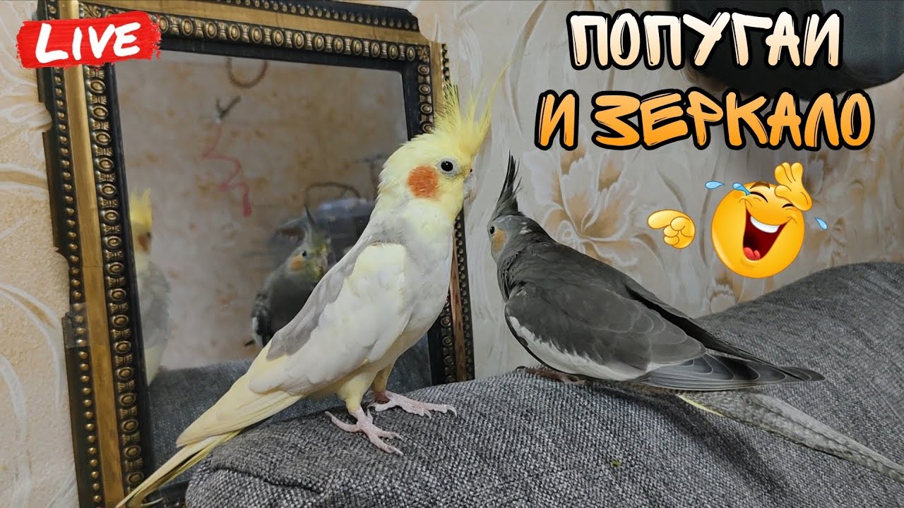 Попугаи корелла перед зеркалом 
