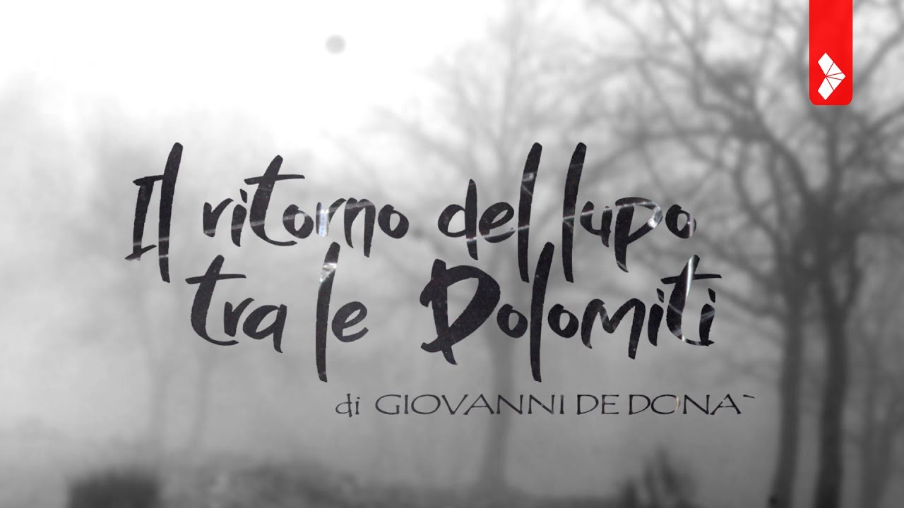 Il ritorno del lupo tra le Dolomiti