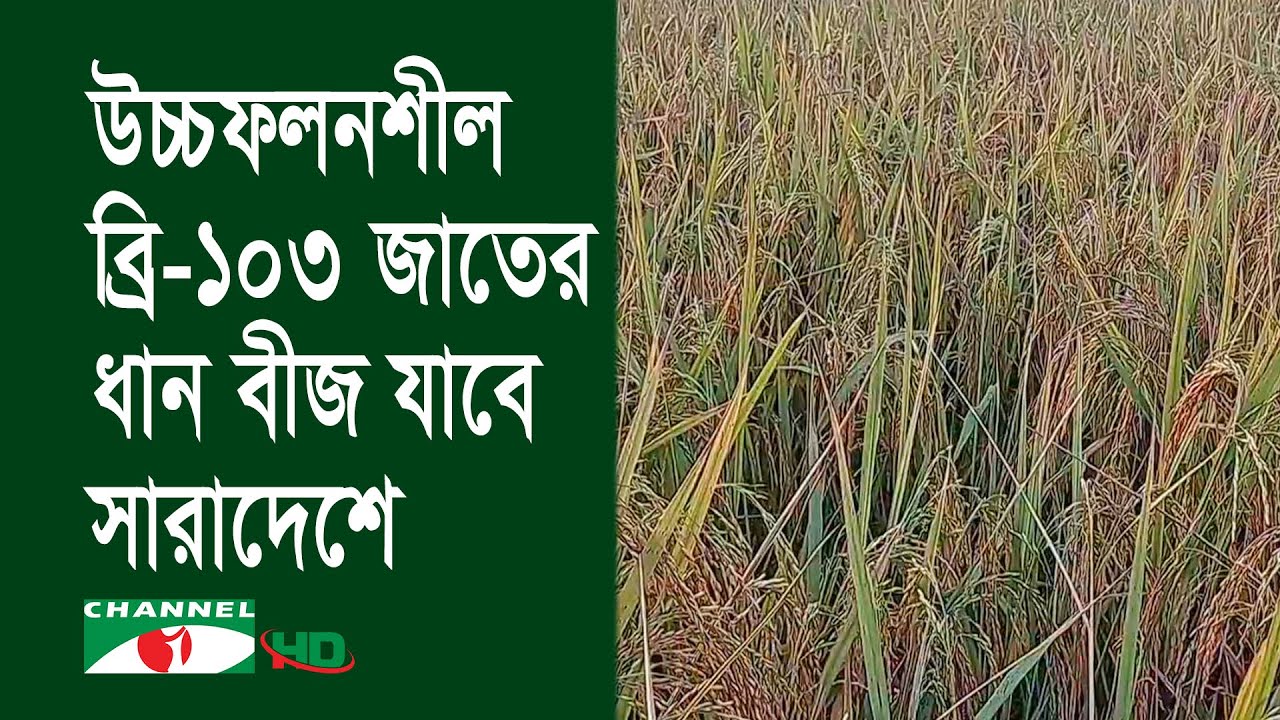 ফেনীতে ধান গবেষণা ইন্সটিটিউট উদ্ভাবিত ব্রি-১০৩ জাত চাষ
