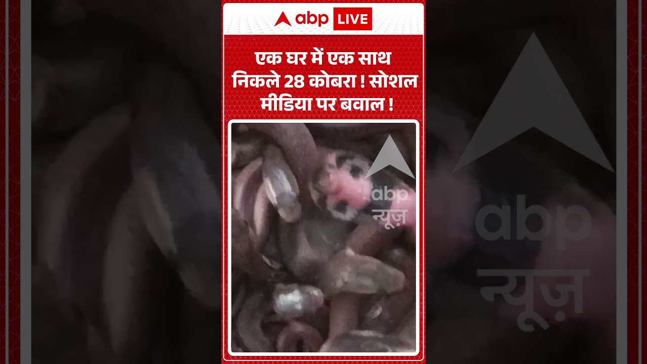 Viral Video : एक घर में एक साथ निकले 28 कोबरा ! सोशल मीडिया पर बवाल !  #SnakesRescue #CobraSnakes