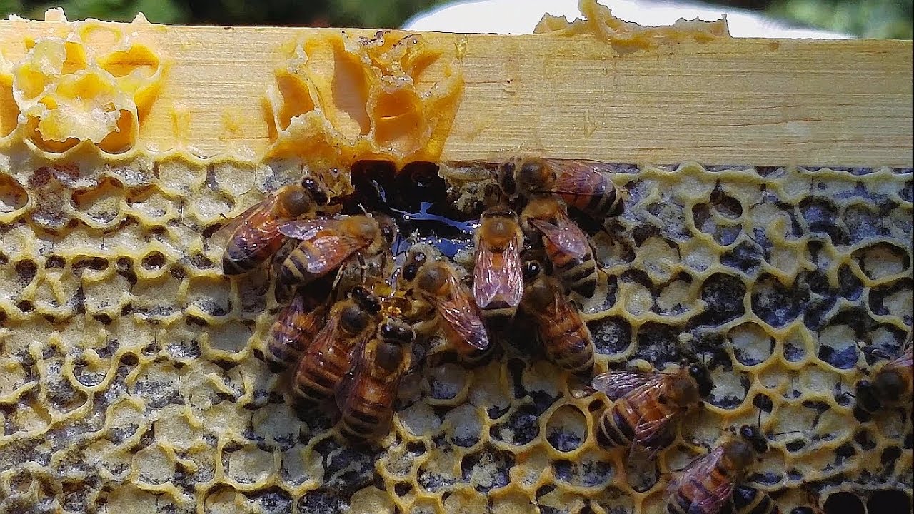 NEW CAMERA // Bees in 4K // Flow Hive