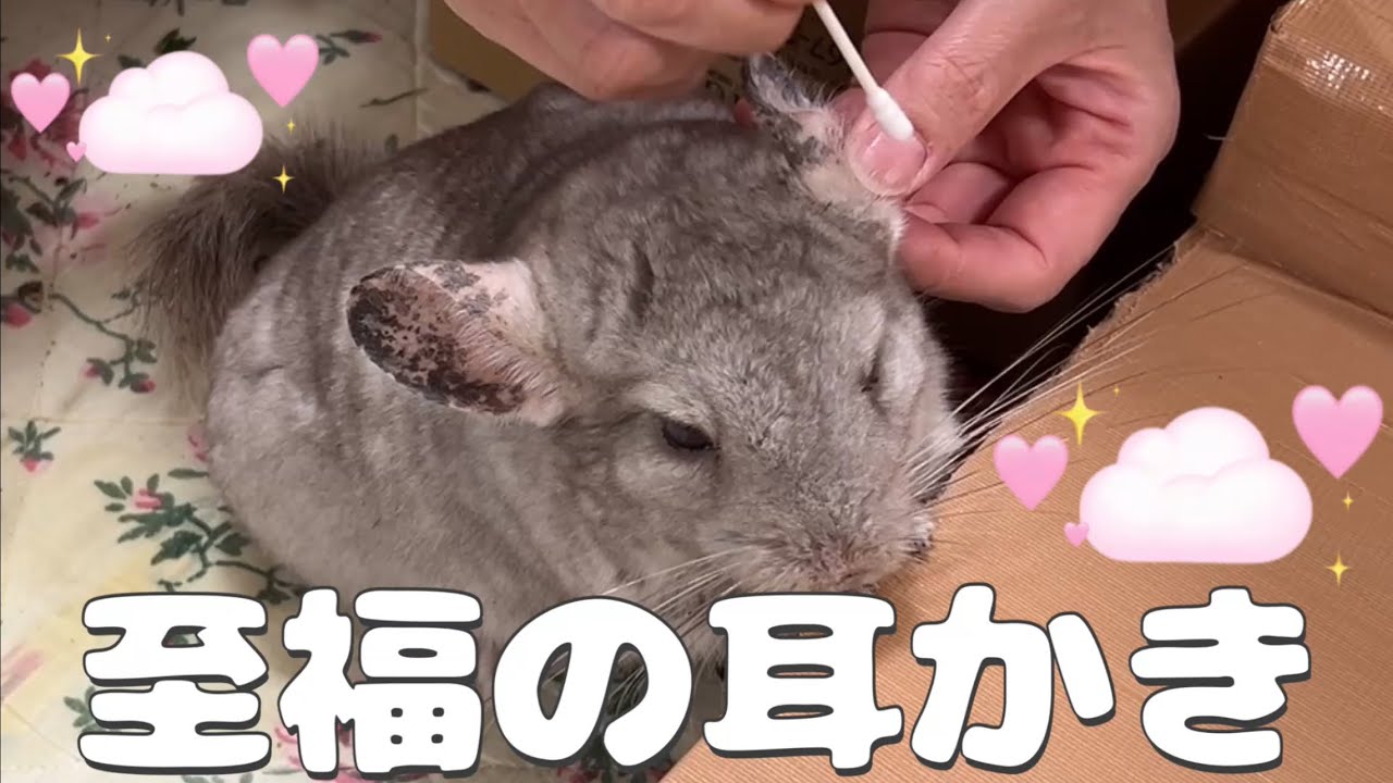 【第71湯】至福の耳かき／17歳のチンチラしゃんさんは耳かきを楽しみにしています　The chinchilla asks me to clean one's ears