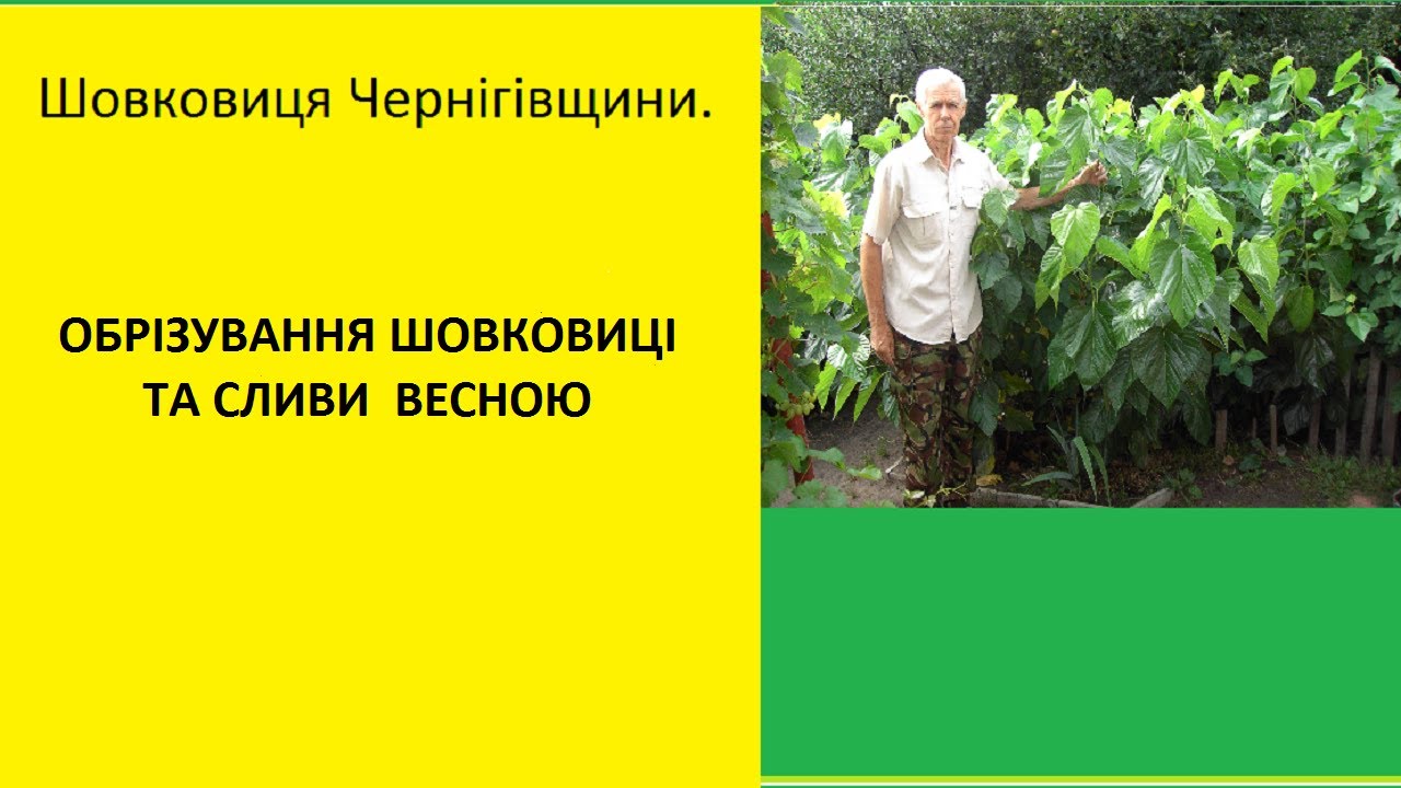 Шовковиця Чернігівщини. Обрізування шовковиці та сливи весною.