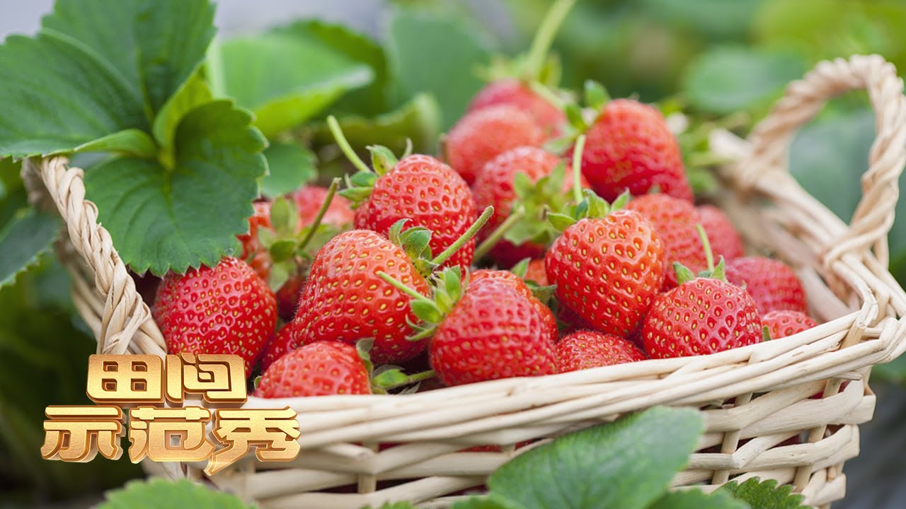 实地探秘大棚草莓产业，看专家亲授种植技巧种出“莓”好生活！丨「田间示范秀」20220223