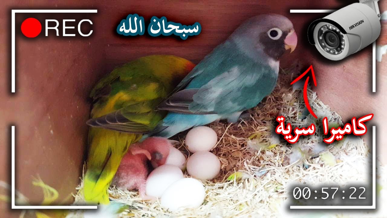 ⚠️تركيب كاميرا سرية داخل عش الببغاوات شاهد ماذا رصدت😍(سبحان الله)