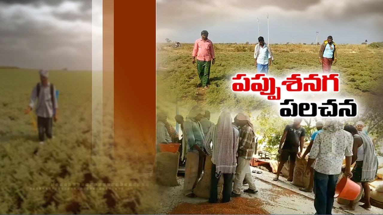 జోగులాంబ గద్వాల జిల్లాలో తగ్గిన పప్పుశనగ సాగు